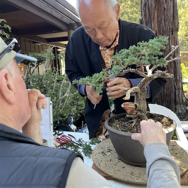 Stephen Jang giving a live demonstration at the Sei Boku Bonsai Kai 42nd Anniversary Show