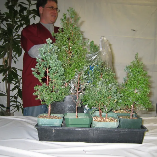 Bonsai Society of San Francisco at the 2006 Flower and Garden Show, Cow Palace