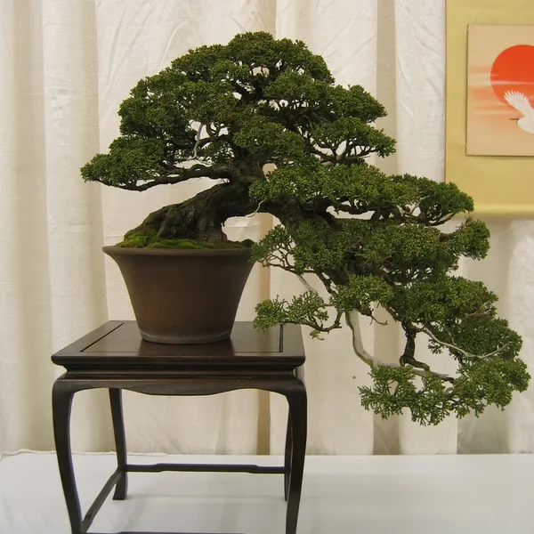 Bonsai Society of San Francisco at the 2006 Flower and Garden Show, Cow Palace