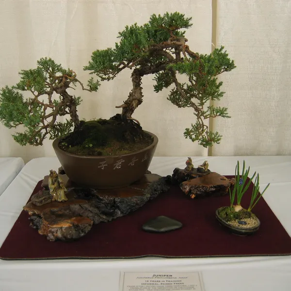 Bonsai Society of San Francisco at the 2006 Flower and Garden Show, Cow Palace