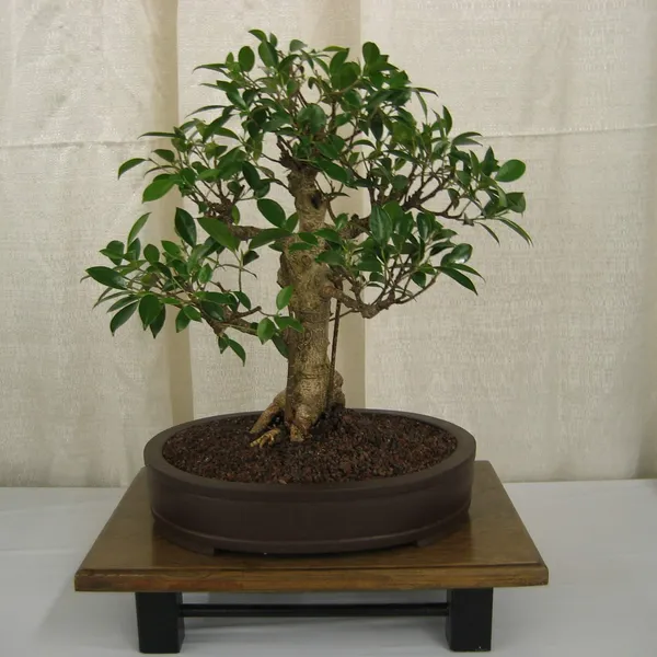 Bonsai Society of San Francisco at the 2006 Flower and Garden Show, Cow Palace
