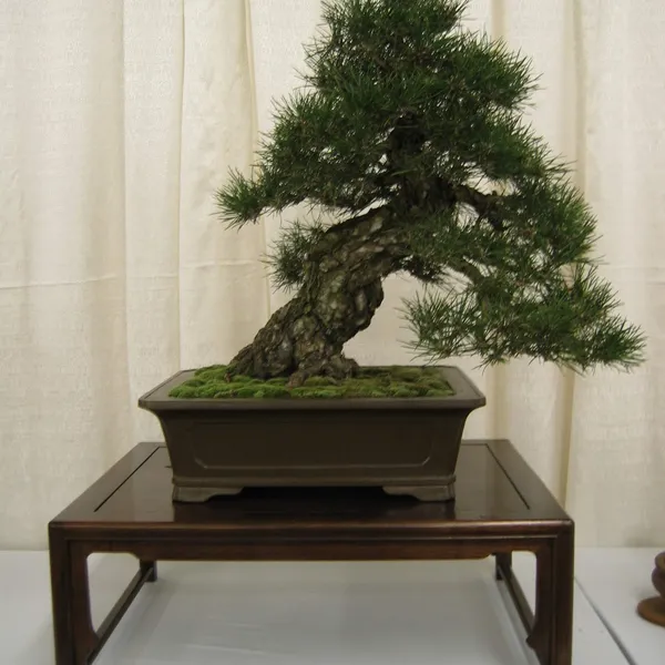 Bonsai Society of San Francisco at the 2006 Flower and Garden Show, Cow Palace