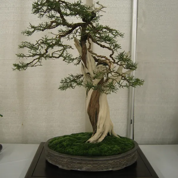 Bonsai Society of San Francisco at the 2006 Flower and Garden Show, Cow Palace