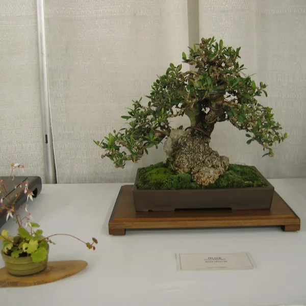 Bonsai Society of San Francisco at the 2006 Flower and Garden Show, Cow Palace