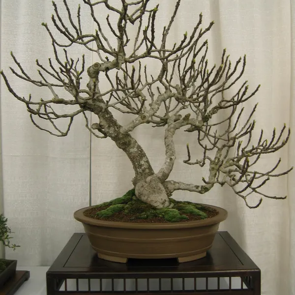 Bonsai Society of San Francisco at the 2006 Flower and Garden Show, Cow Palace
