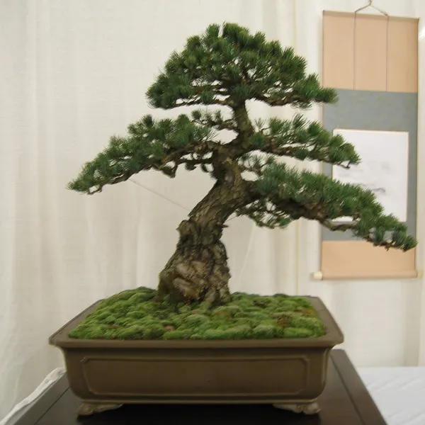 Bonsai Society of San Francisco at the 2006 Flower and Garden Show, Cow Palace