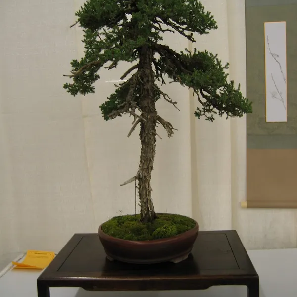Bonsai Society of San Francisco at the 2006 Flower and Garden Show, Cow Palace