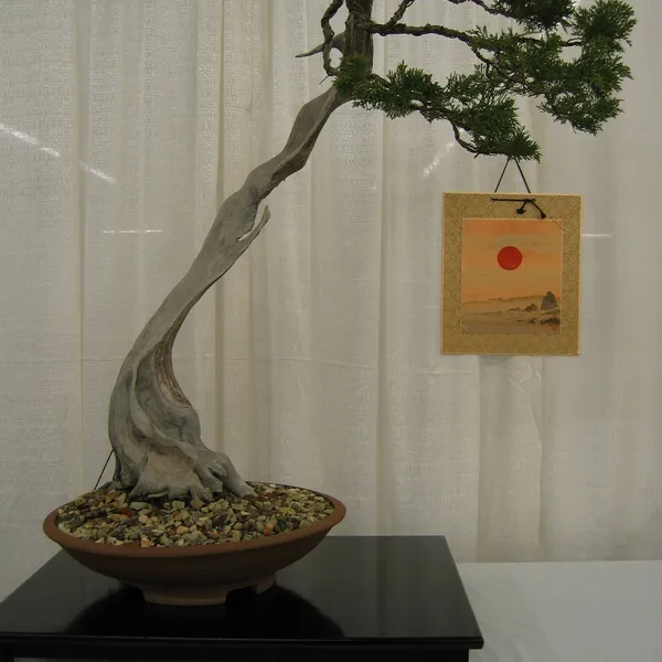 Bonsai Society of San Francisco at the 2006 Flower and Garden Show, Cow Palace