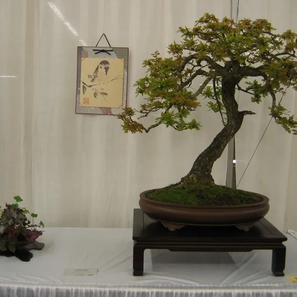 Bonsai Society of San Francisco at the 2006 Flower and Garden Show, Cow Palace