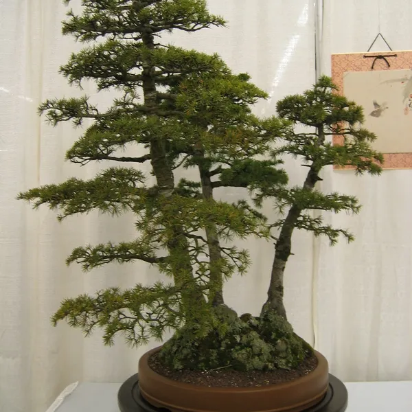 Bonsai Society of San Francisco at the 2006 Flower and Garden Show, Cow Palace