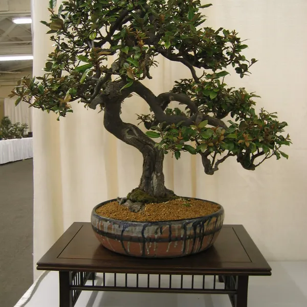 Bonsai Society of San Francisco at the 2006 Flower and Garden Show, Cow Palace