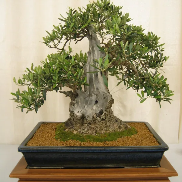 Bonsai Society of San Francisco at the 2006 Flower and Garden Show, Cow Palace