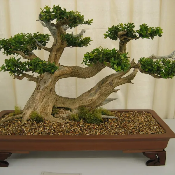 Bonsai Society of San Francisco at the 2006 Flower and Garden Show, Cow Palace