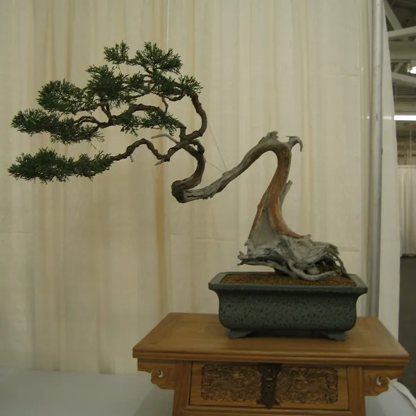 Bonsai Society of San Francisco at the 2006 Flower and Garden Show, Cow Palace