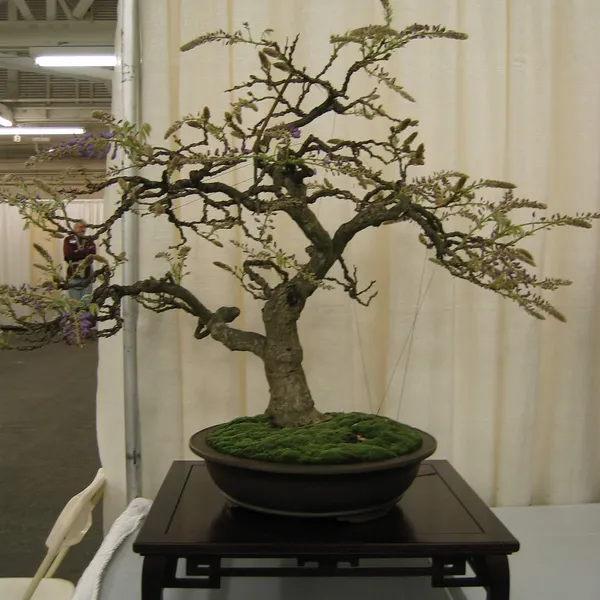Bonsai Society of San Francisco at the 2006 Flower and Garden Show, Cow Palace