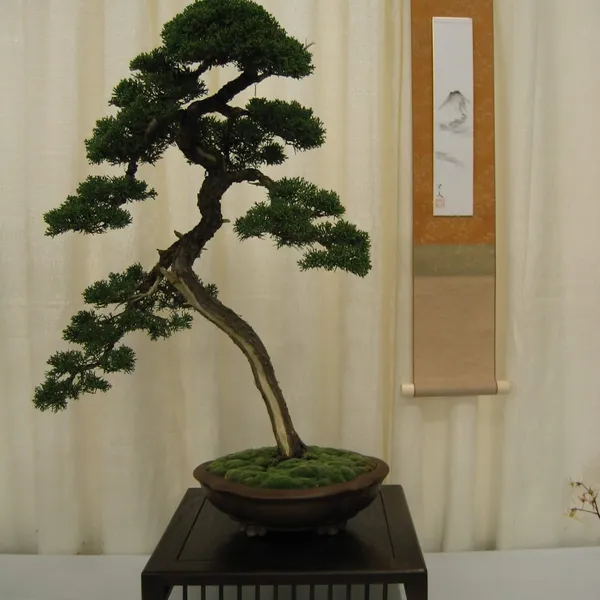 Bonsai Society of San Francisco at the 2006 Flower and Garden Show, Cow Palace