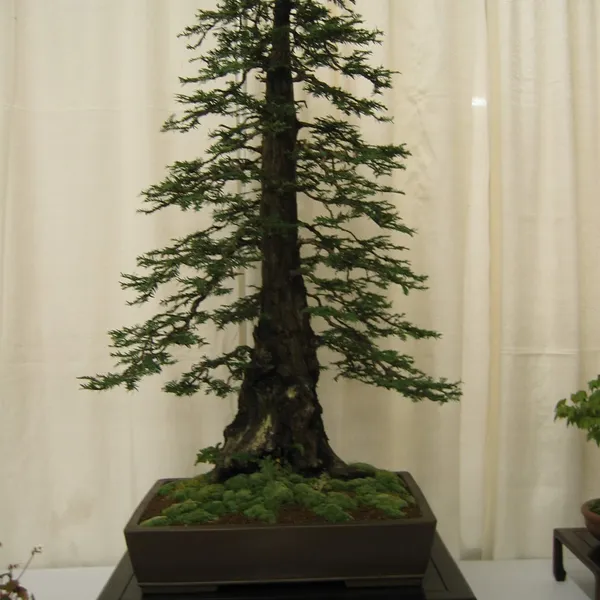 Bonsai Society of San Francisco at the 2006 Flower and Garden Show, Cow Palace