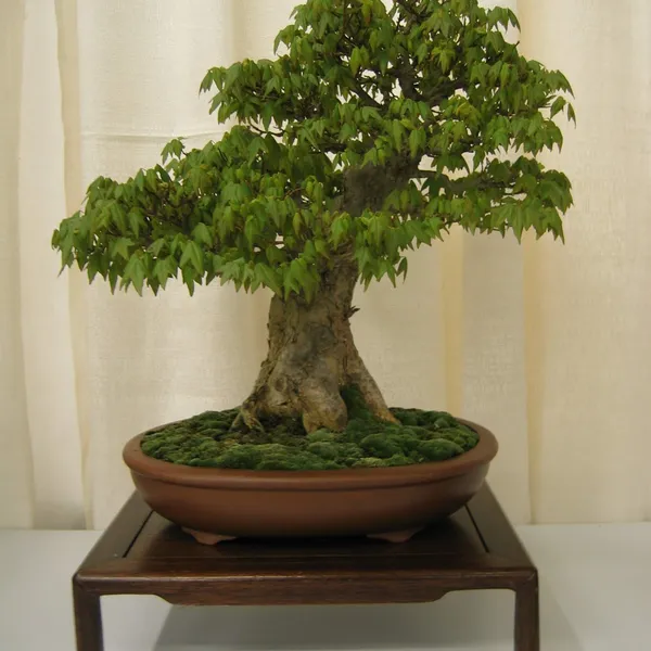 Bonsai Society of San Francisco at the 2006 Flower and Garden Show, Cow Palace