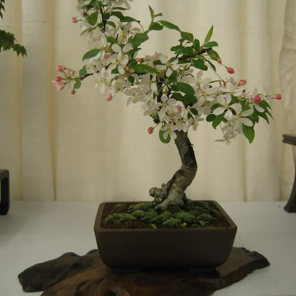 Bonsai Society of San Francisco at the 2006 Flower and Garden Show, Cow Palace
