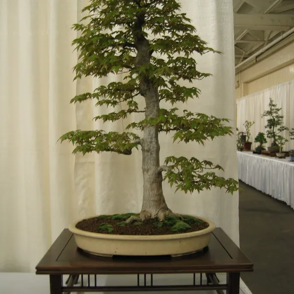 Bonsai Society of San Francisco at the 2006 Flower and Garden Show, Cow Palace