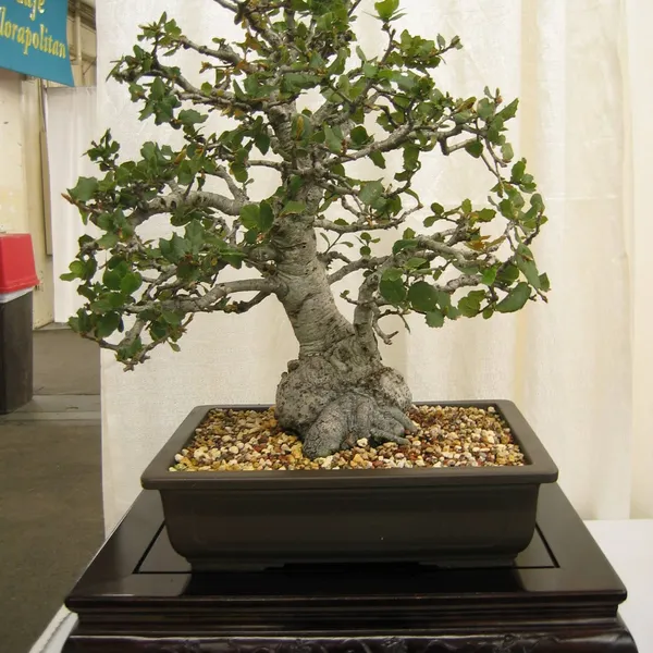 Bonsai Society of San Francisco at the 2006 Flower and Garden Show, Cow Palace