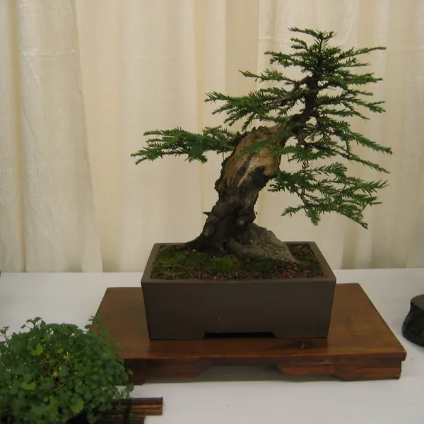Bonsai Society of San Francisco at the 2006 Flower and Garden Show, Cow Palace