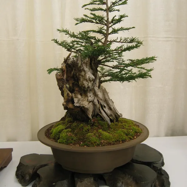 Bonsai Society of San Francisco at the 2006 Flower and Garden Show, Cow Palace