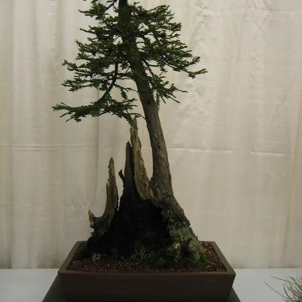 Bonsai Society of San Francisco at the 2006 Flower and Garden Show, Cow Palace