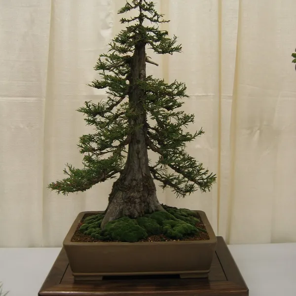 Bonsai Society of San Francisco at the 2006 Flower and Garden Show, Cow Palace
