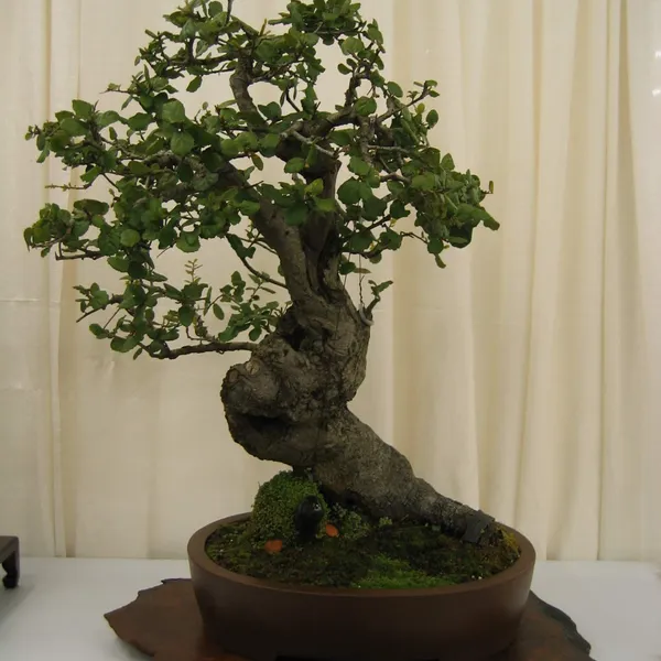 Bonsai Society of San Francisco at the 2006 Flower and Garden Show, Cow Palace