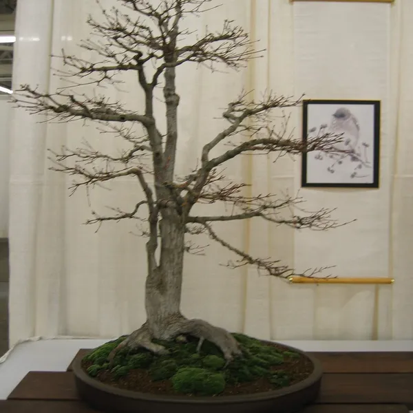 Bonsai Society of San Francisco at the 2006 Flower and Garden Show, Cow Palace