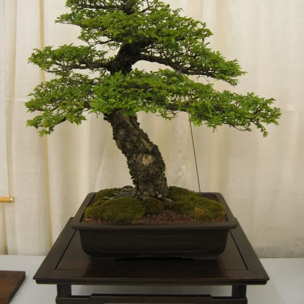 Bonsai Society of San Francisco at the 2006 Flower and Garden Show, Cow Palace