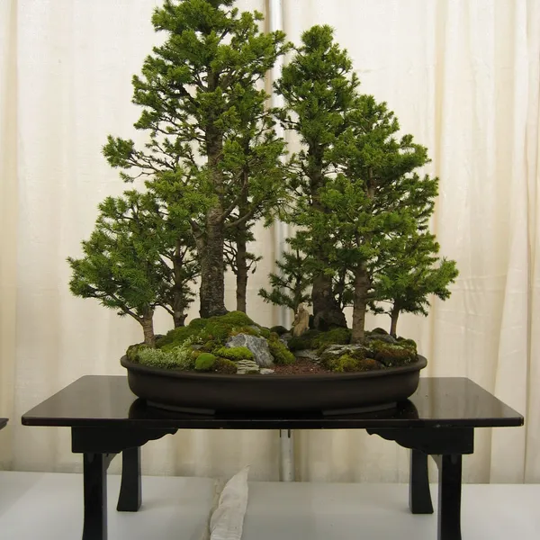 Bonsai Society of San Francisco at the 2006 Flower and Garden Show, Cow Palace