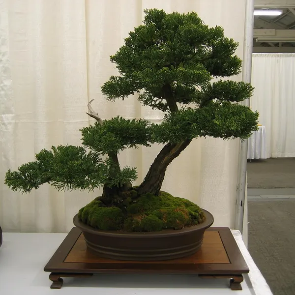 Bonsai Society of San Francisco at the 2006 Flower and Garden Show, Cow Palace