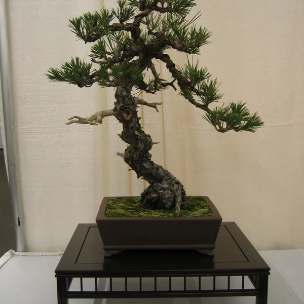 Bonsai Society of San Francisco at the 2006 Flower and Garden Show, Cow Palace