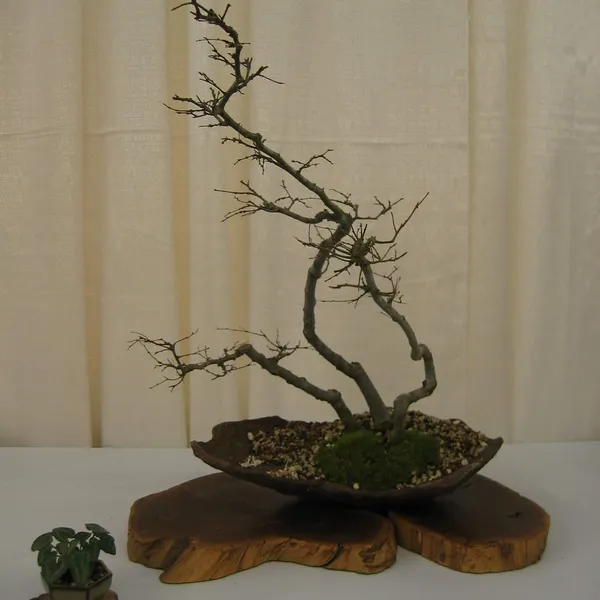 Bonsai Society of San Francisco at the 2006 Flower and Garden Show, Cow Palace