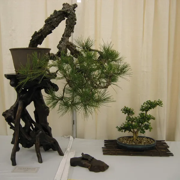 Bonsai Society of San Francisco at the 2006 Flower and Garden Show, Cow Palace