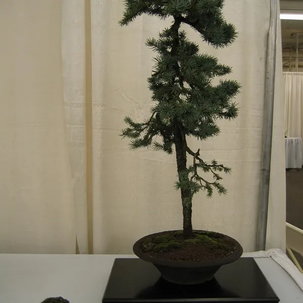 Bonsai Society of San Francisco at the 2006 Flower and Garden Show, Cow Palace