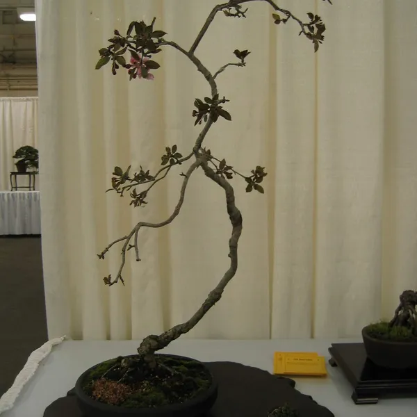 Bonsai Society of San Francisco at the 2006 Flower and Garden Show, Cow Palace