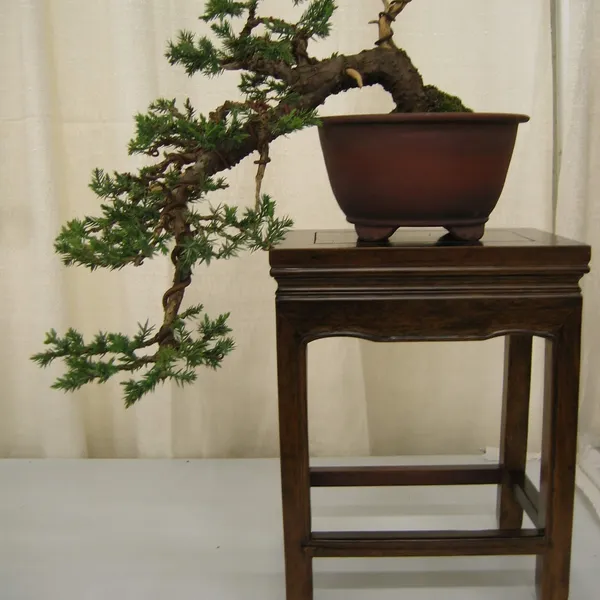 Bonsai Society of San Francisco at the 2006 Flower and Garden Show, Cow Palace
