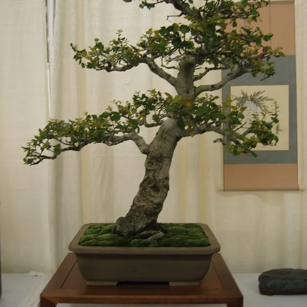 Bonsai Society of San Francisco at the 2006 Flower and Garden Show, Cow Palace