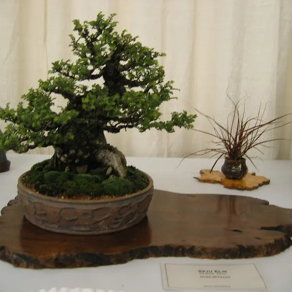 Bonsai Society of San Francisco at the 2006 Flower and Garden Show, Cow Palace