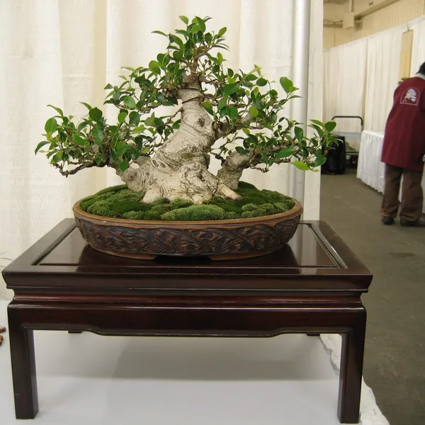 Bonsai Society of San Francisco at the 2006 Flower and Garden Show, Cow Palace