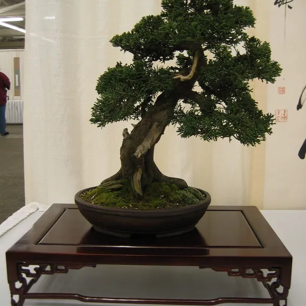 Bonsai Society of San Francisco at the 2006 Flower and Garden Show, Cow Palace