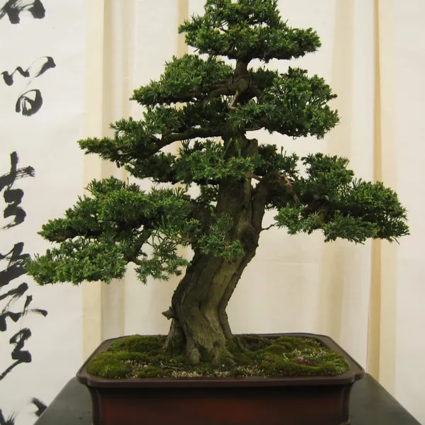 Bonsai Society of San Francisco at the 2006 Flower and Garden Show, Cow Palace