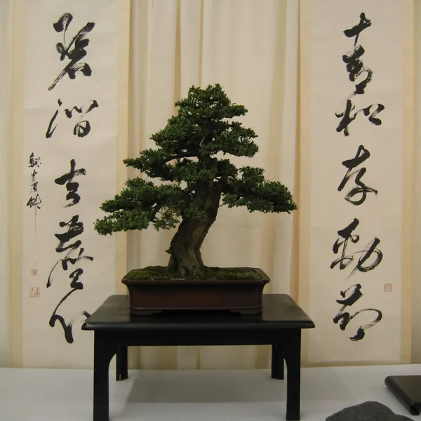 Bonsai Society of San Francisco at the 2006 Flower and Garden Show, Cow Palace