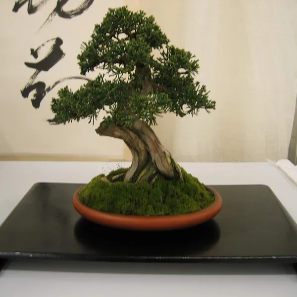 Bonsai Society of San Francisco at the 2006 Flower and Garden Show, Cow Palace