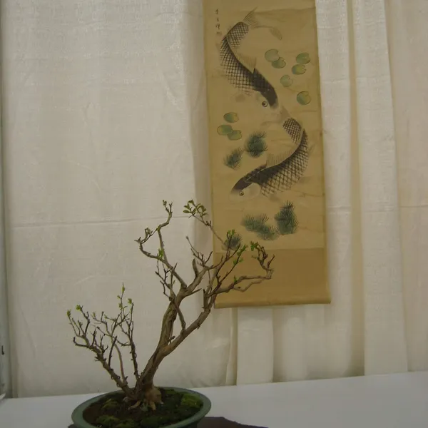 Bonsai Society of San Francisco at the 2006 Flower and Garden Show, Cow Palace