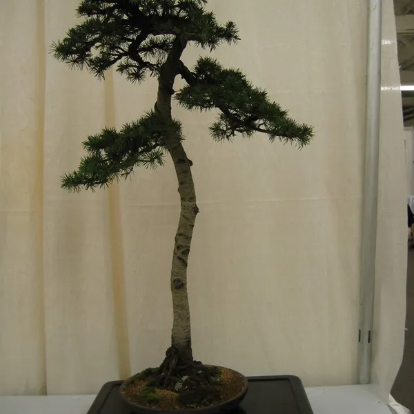 Bonsai Society of San Francisco at the 2006 Flower and Garden Show, Cow Palace