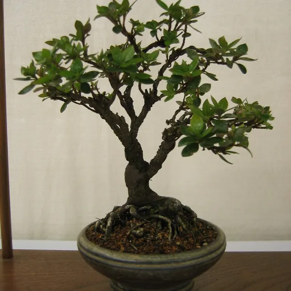 Bonsai Society of San Francisco at the 2006 Flower and Garden Show, Cow Palace